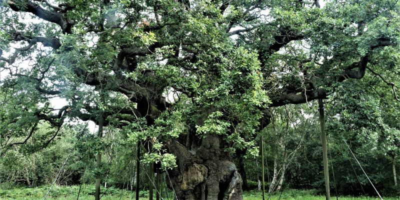 Sherwood Forest